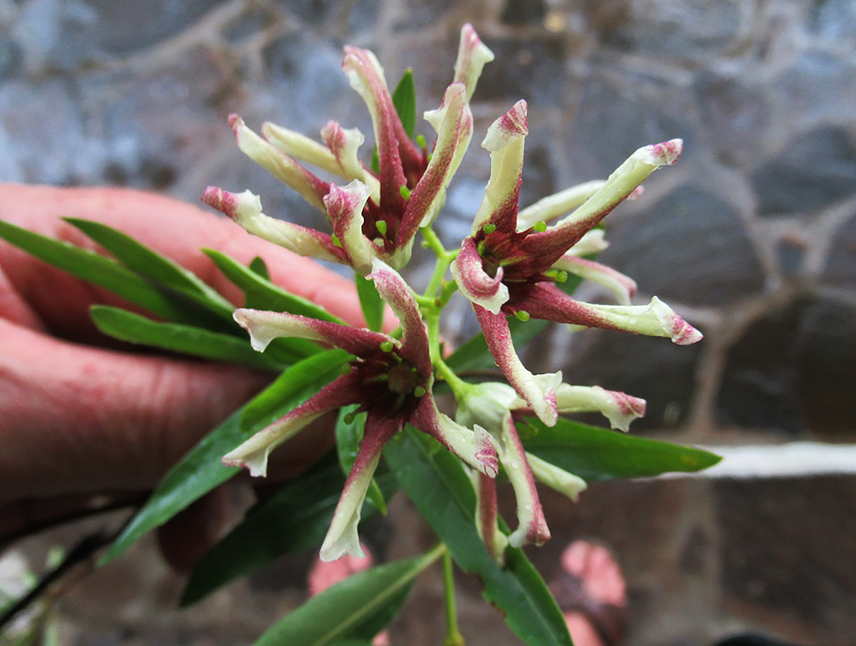 Stomatostemma monteiroae