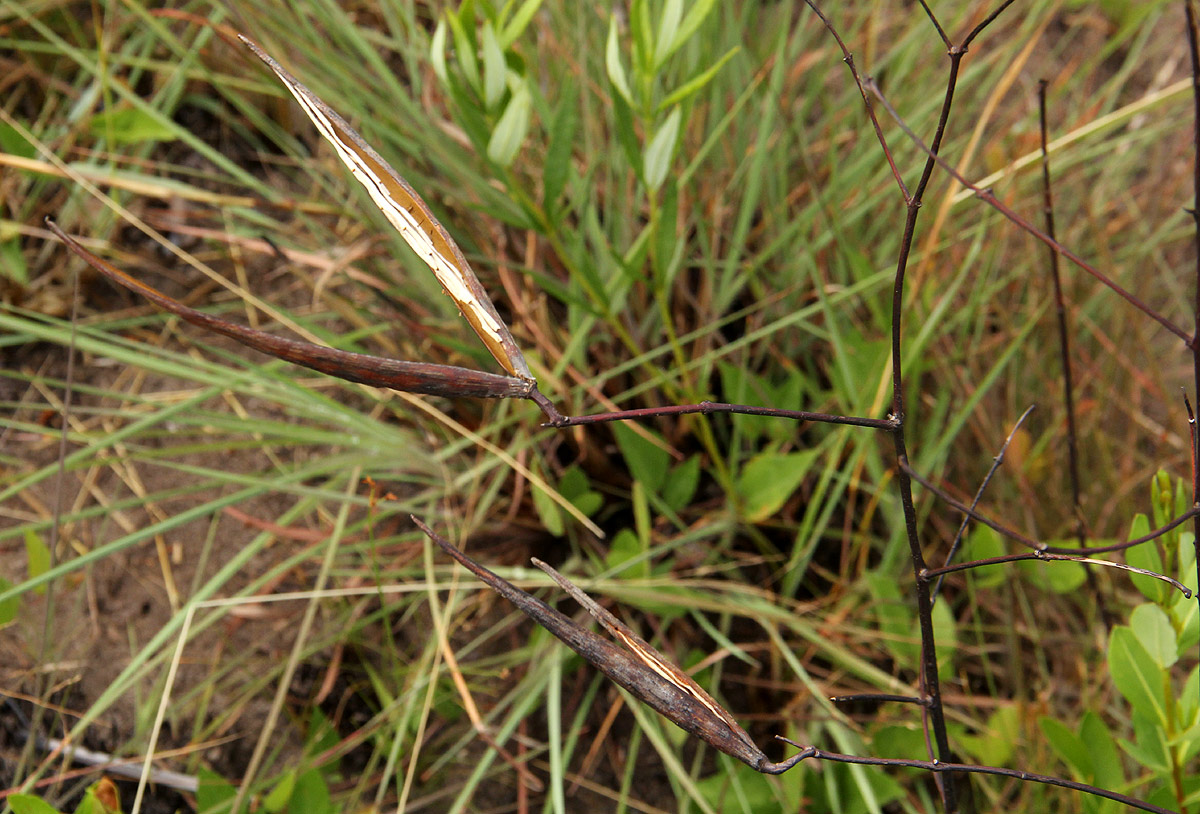 Cryptolepis oblongifolia
