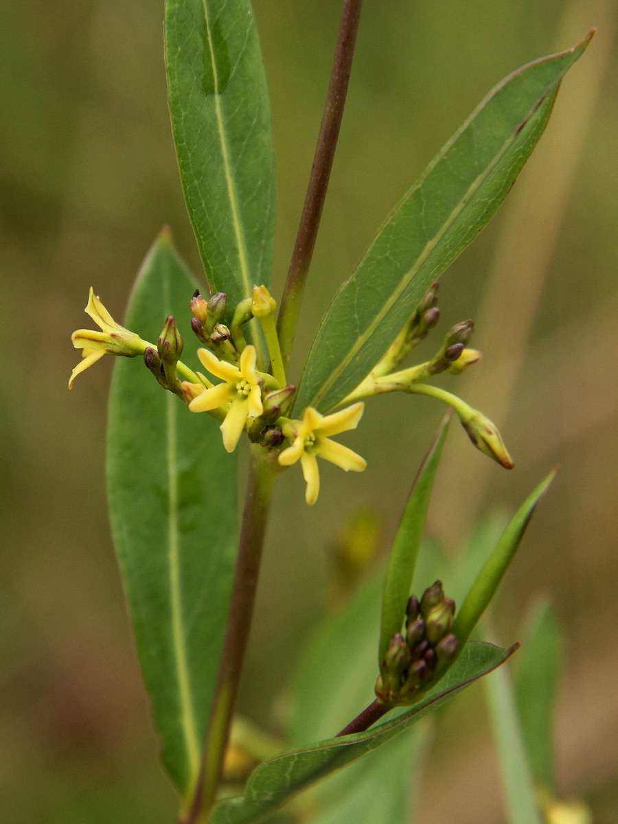 Cryptolepis oblongifolia