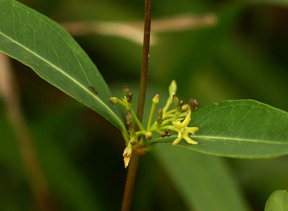 Cryptolepis oblongifolia