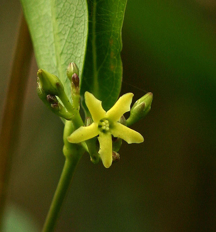 Cryptolepis oblongifolia