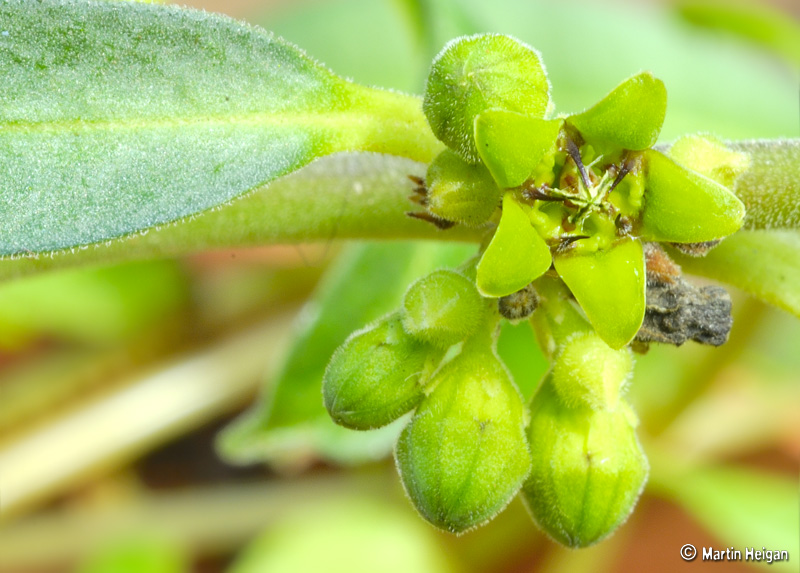 Raphionacme velutina