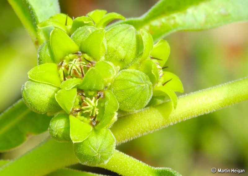 Raphionacme velutina