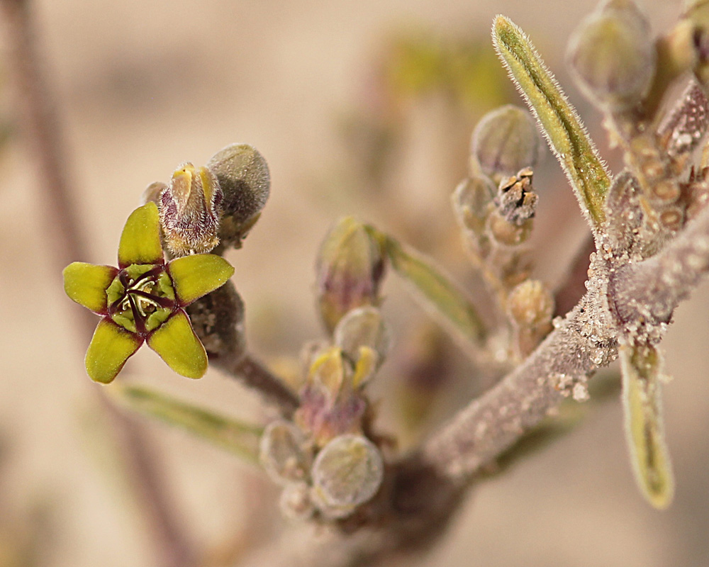 Raphionacme velutina