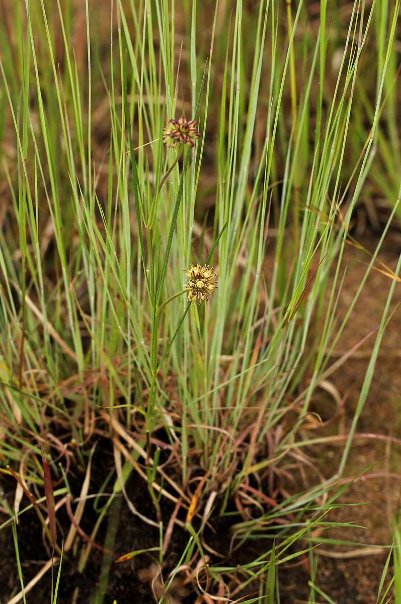 Periglossum mackenii