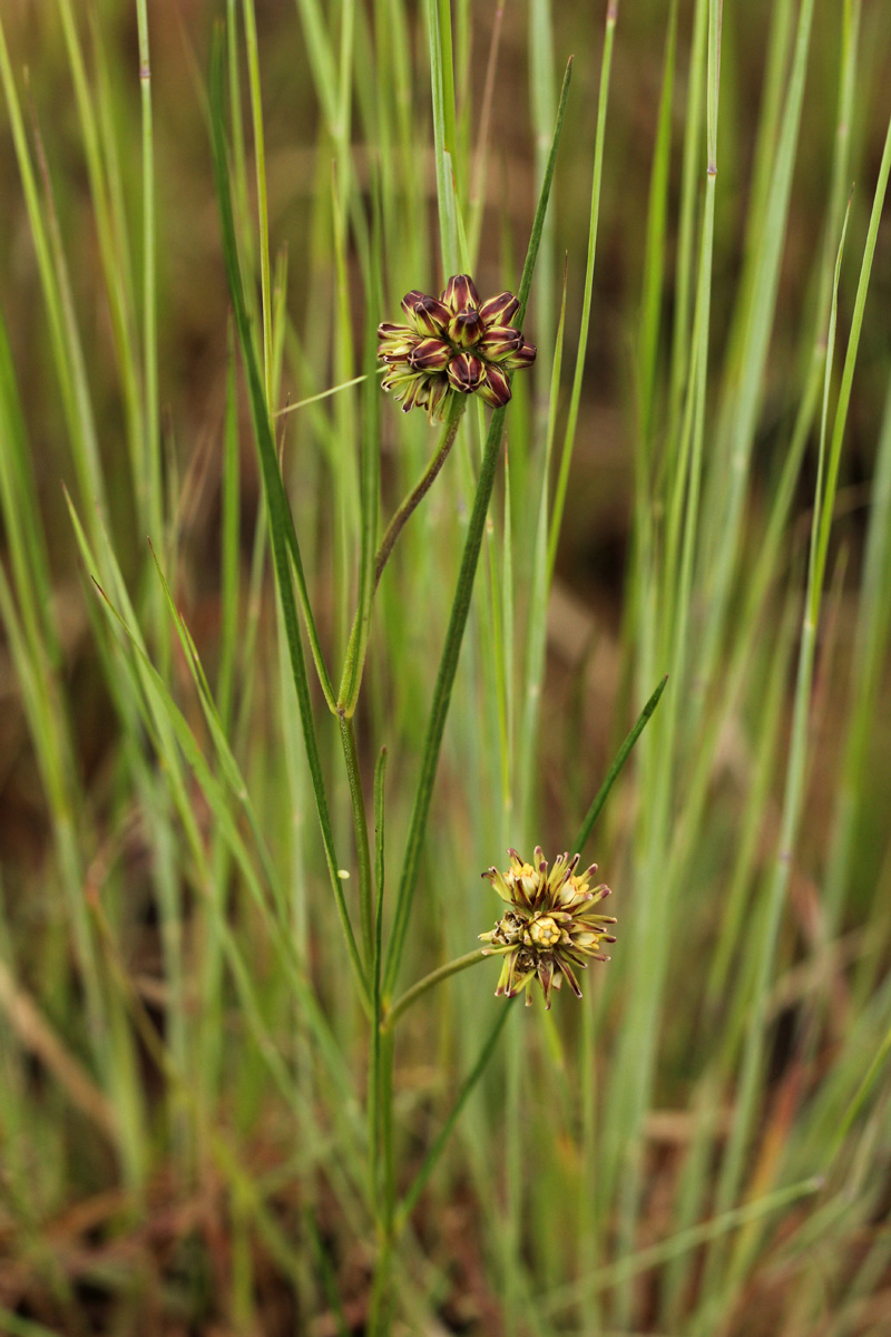 Periglossum mackenii