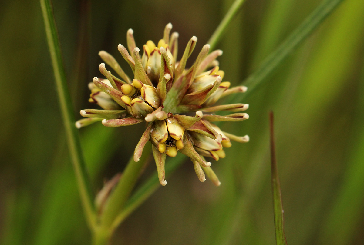 Periglossum mackenii