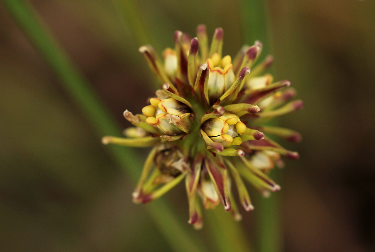 Periglossum mackenii