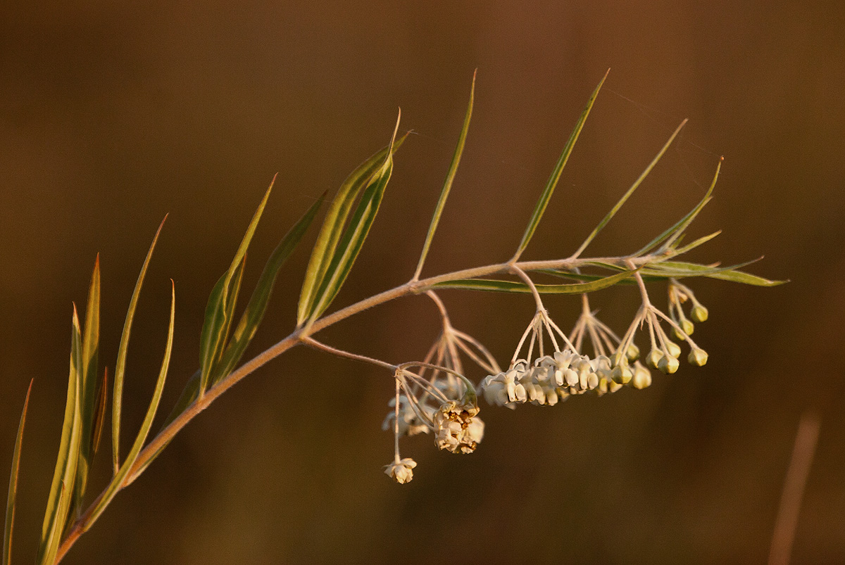 Gomphocarpus fruticosus subsp. fruticosus