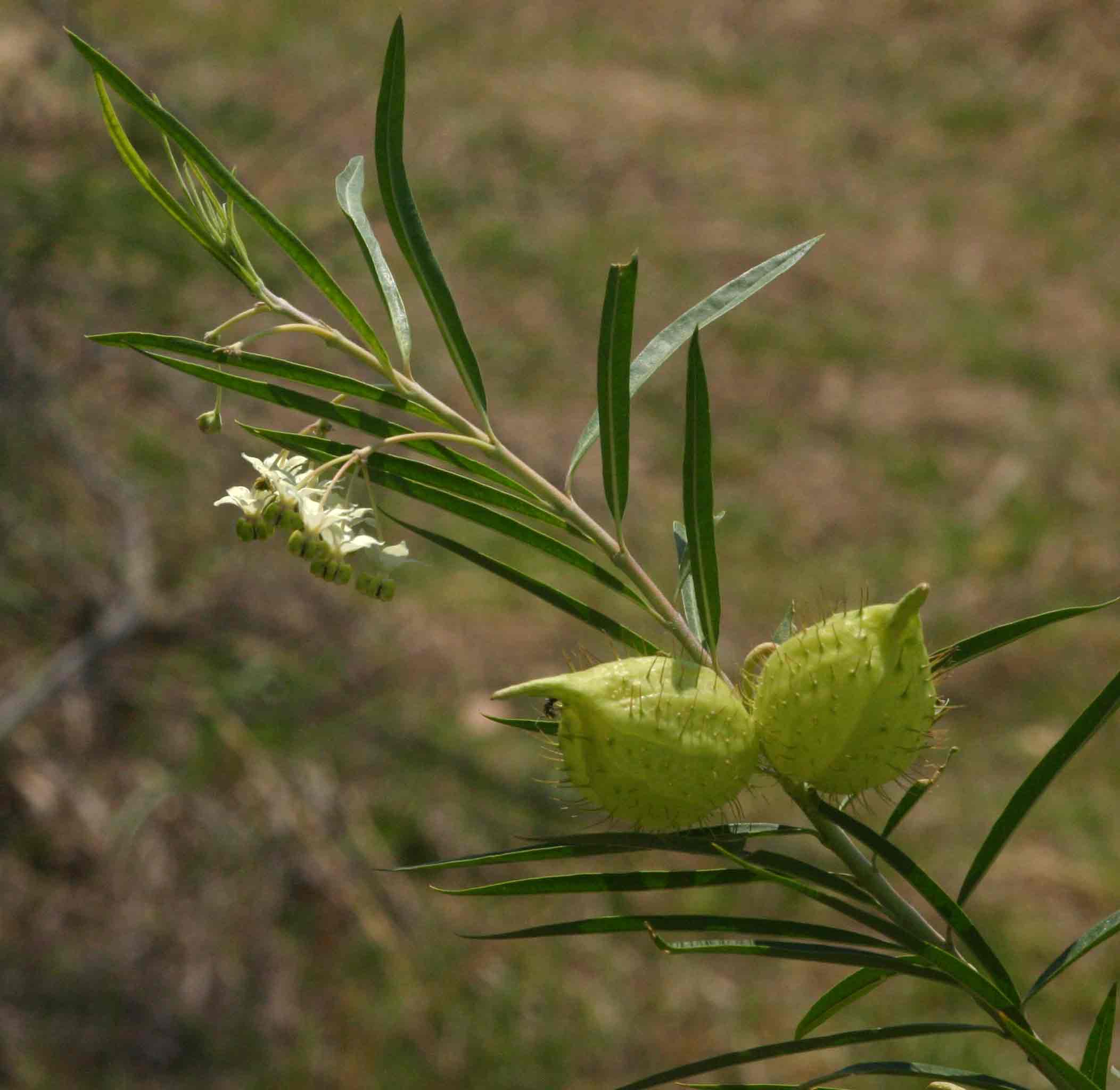 Gomphocarpus fruticosus subsp. fruticosus