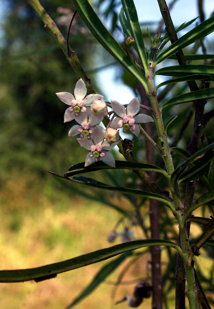 Gomphocarpus fruticosus subsp. fruticosus