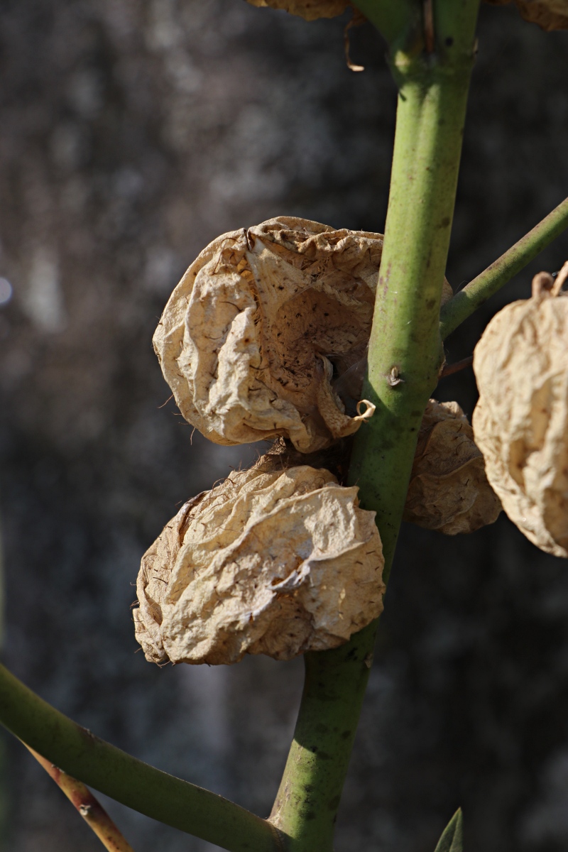 Gomphocarpus physocarpus Gomphocarpus physocarpus