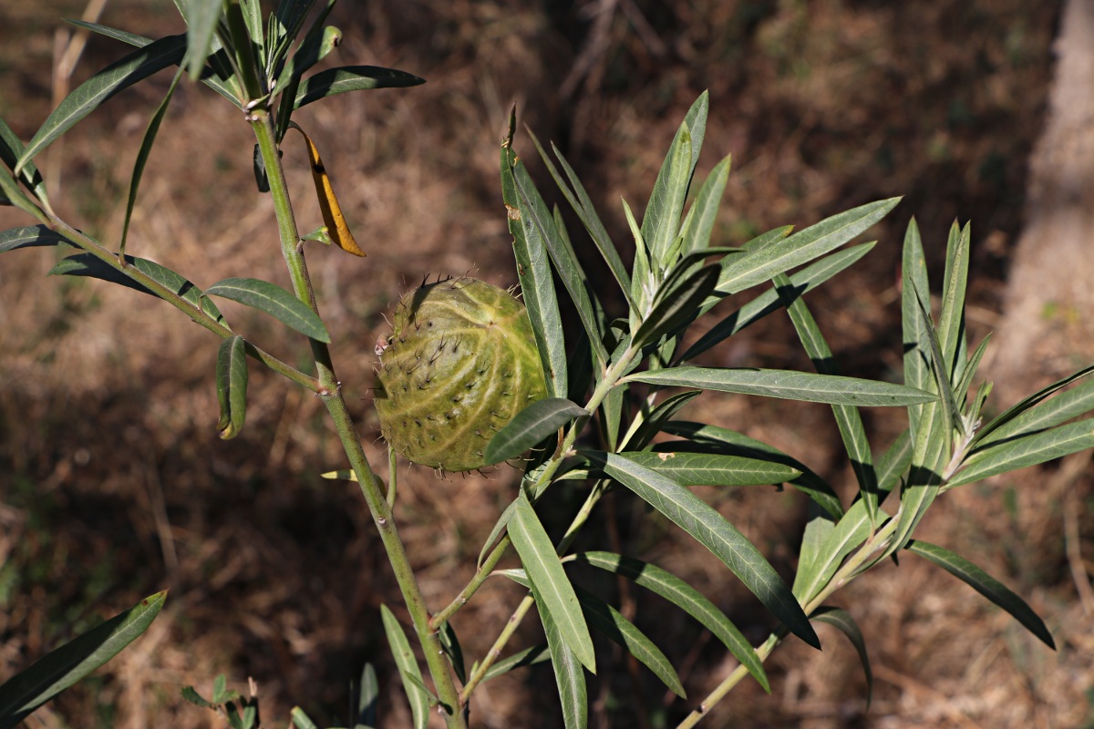 Gomphocarpus physocarpus Gomphocarpus physocarpus