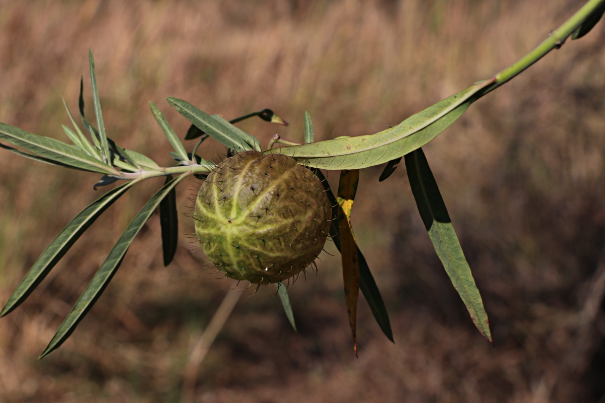 Gomphocarpus physocarpus Gomphocarpus physocarpus