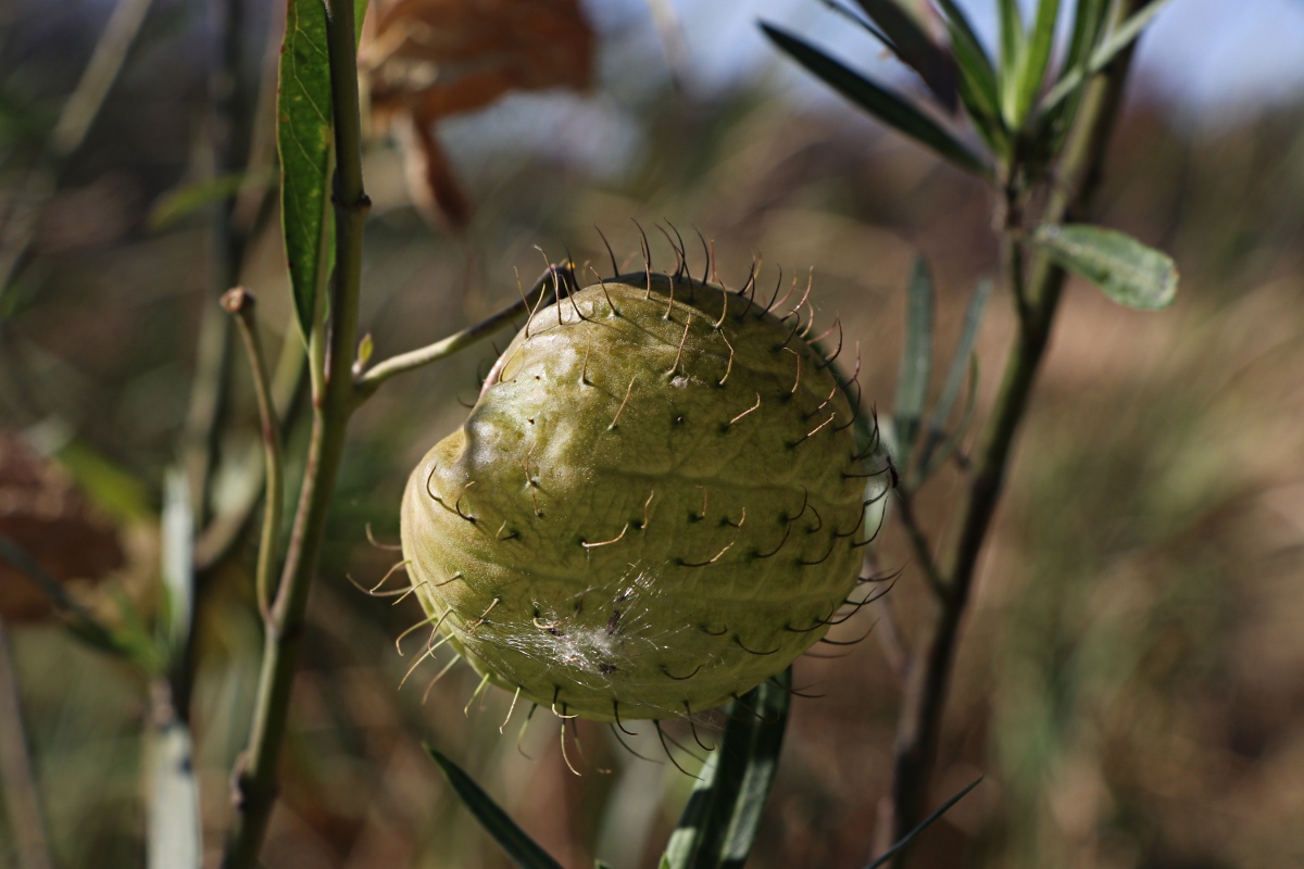 Gomphocarpus physocarpus Gomphocarpus physocarpus