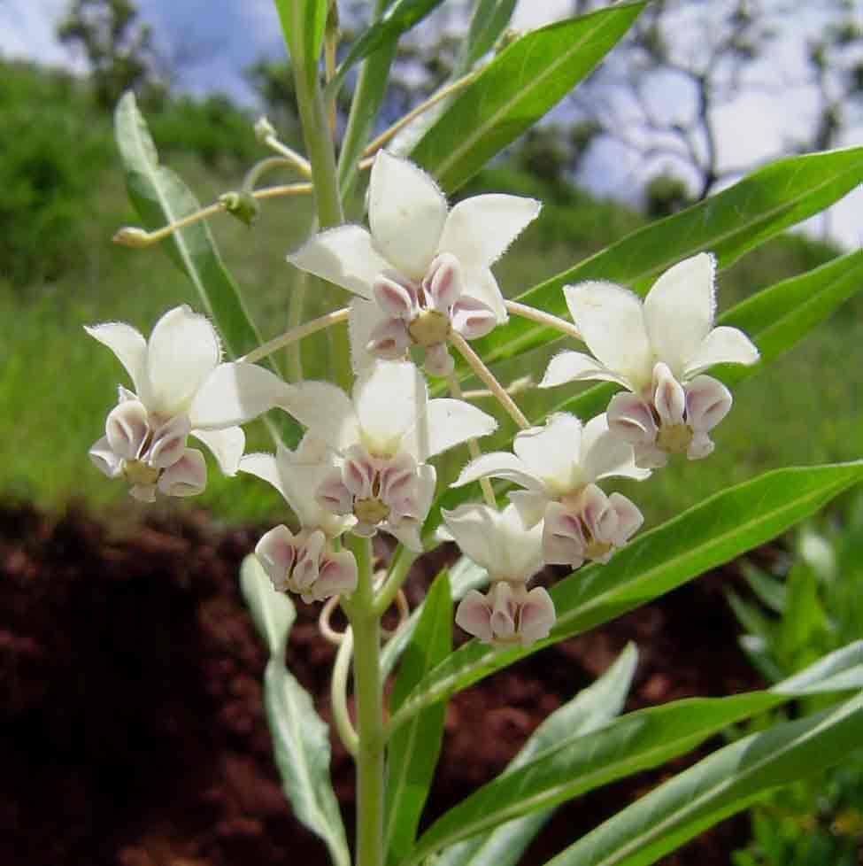 Gomphocarpus physocarpus Gomphocarpus physocarpus