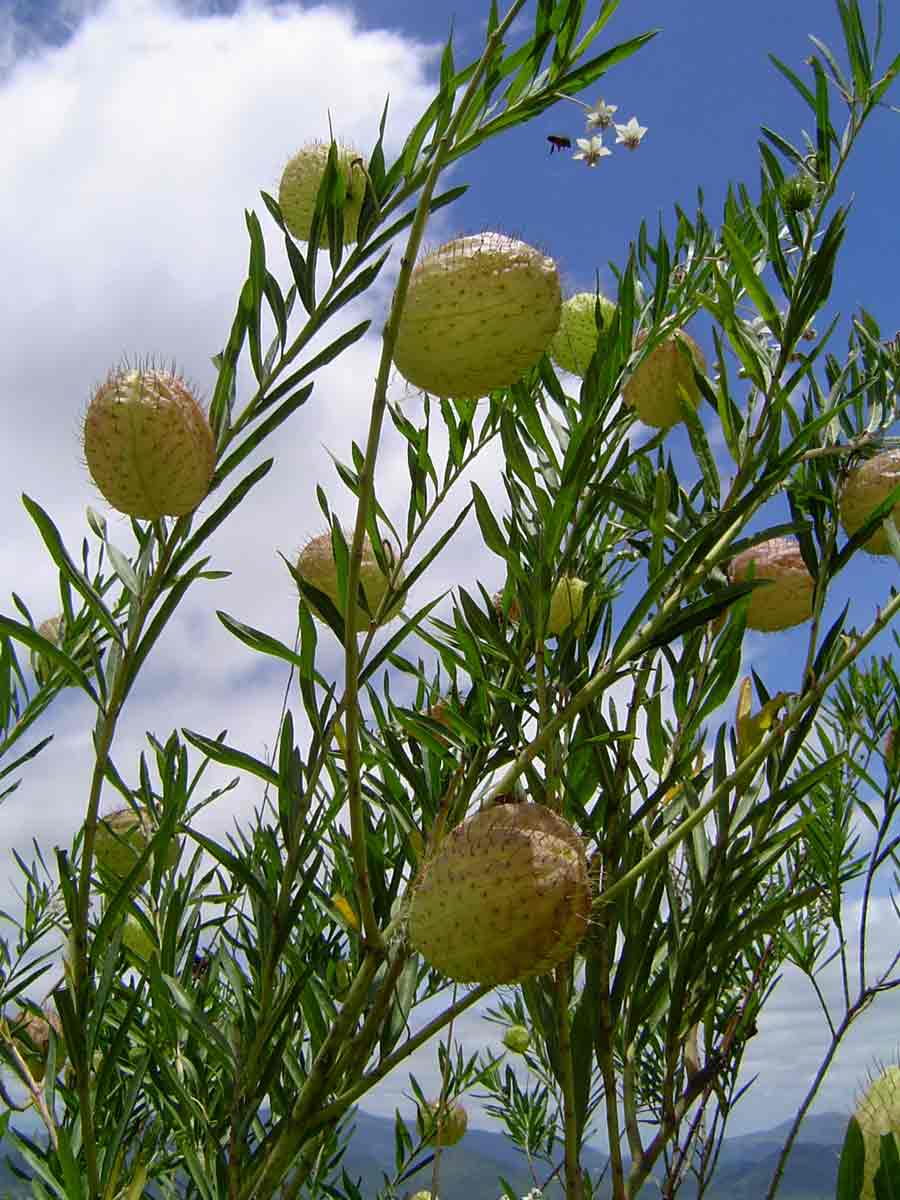Gomphocarpus physocarpus Gomphocarpus physocarpus