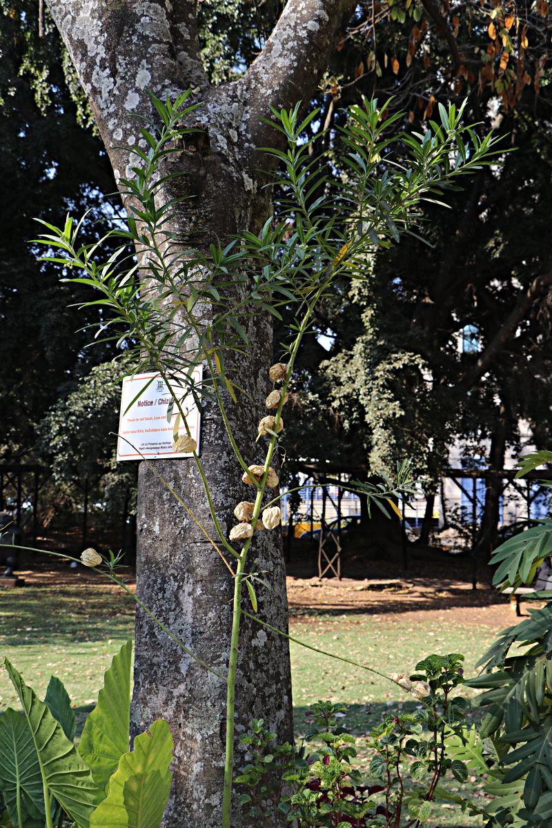 Gomphocarpus physocarpus Gomphocarpus physocarpus