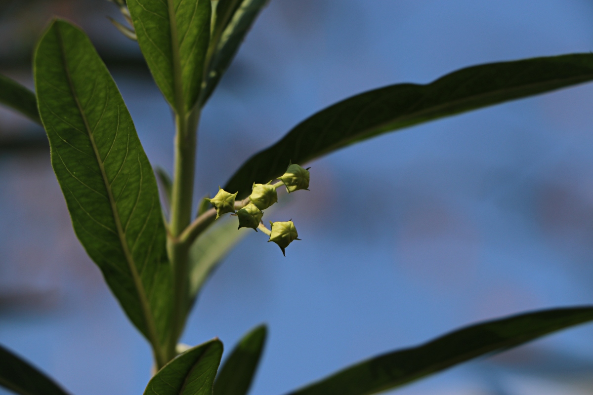 Gomphocarpus physocarpus