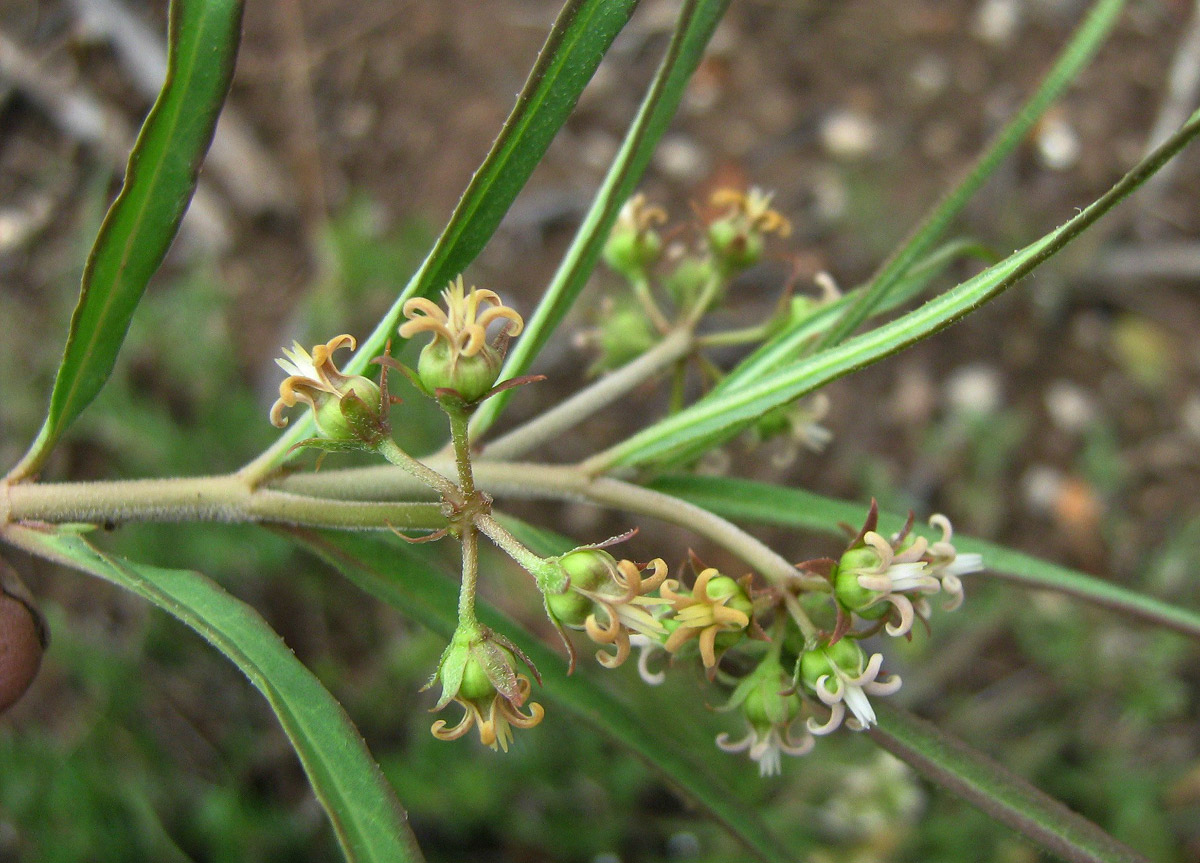 Stenostelma capense Stenostelma capense