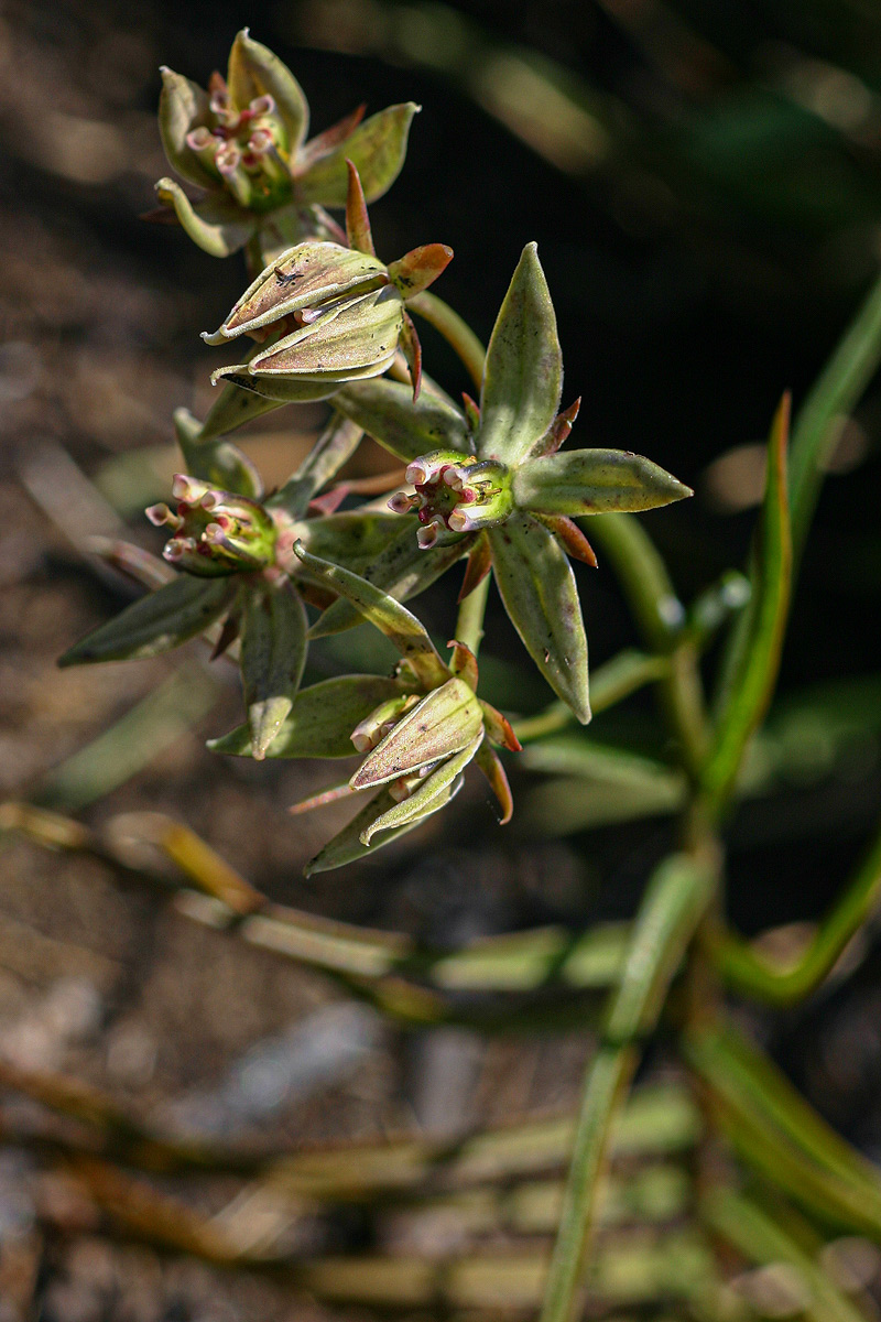 Asclepias eminens