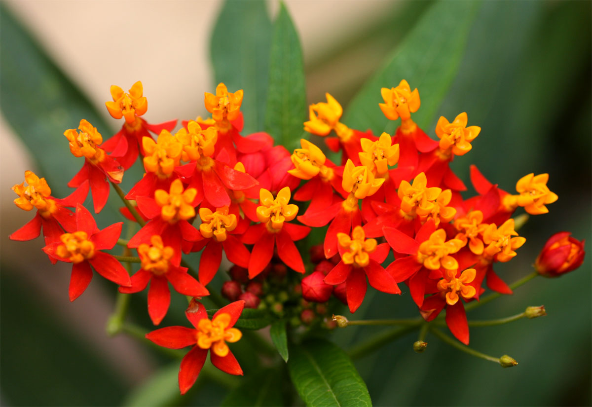 Asclepias curassavica Asclepias curassavica
