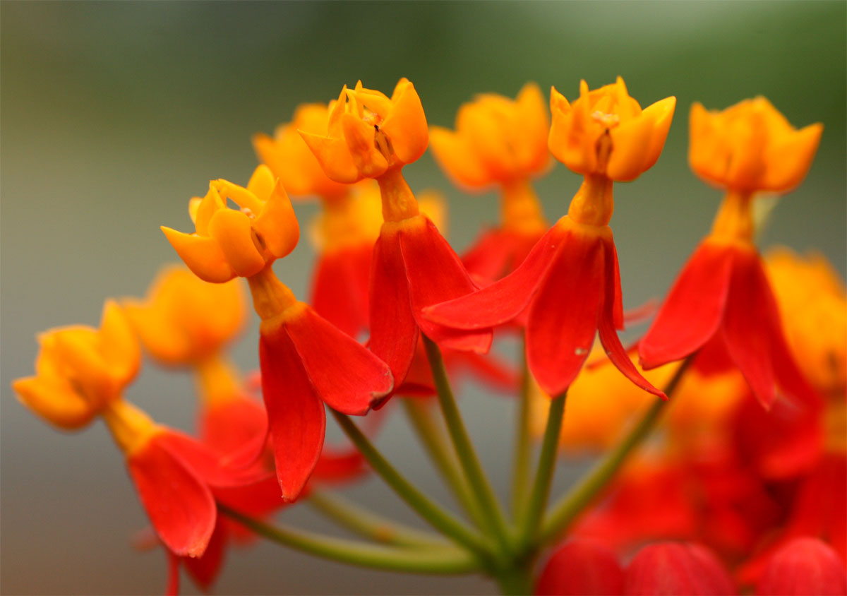 Asclepias curassavica Asclepias curassavica
