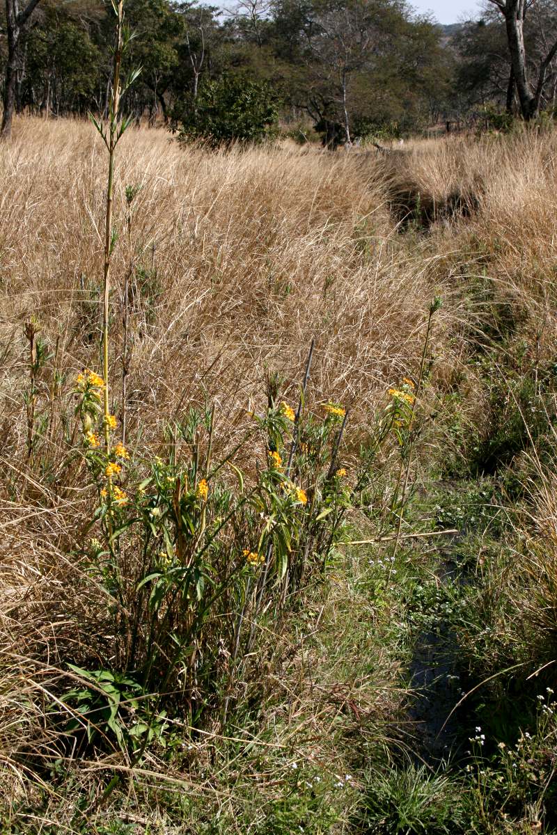Asclepias curassavica Asclepias curassavica