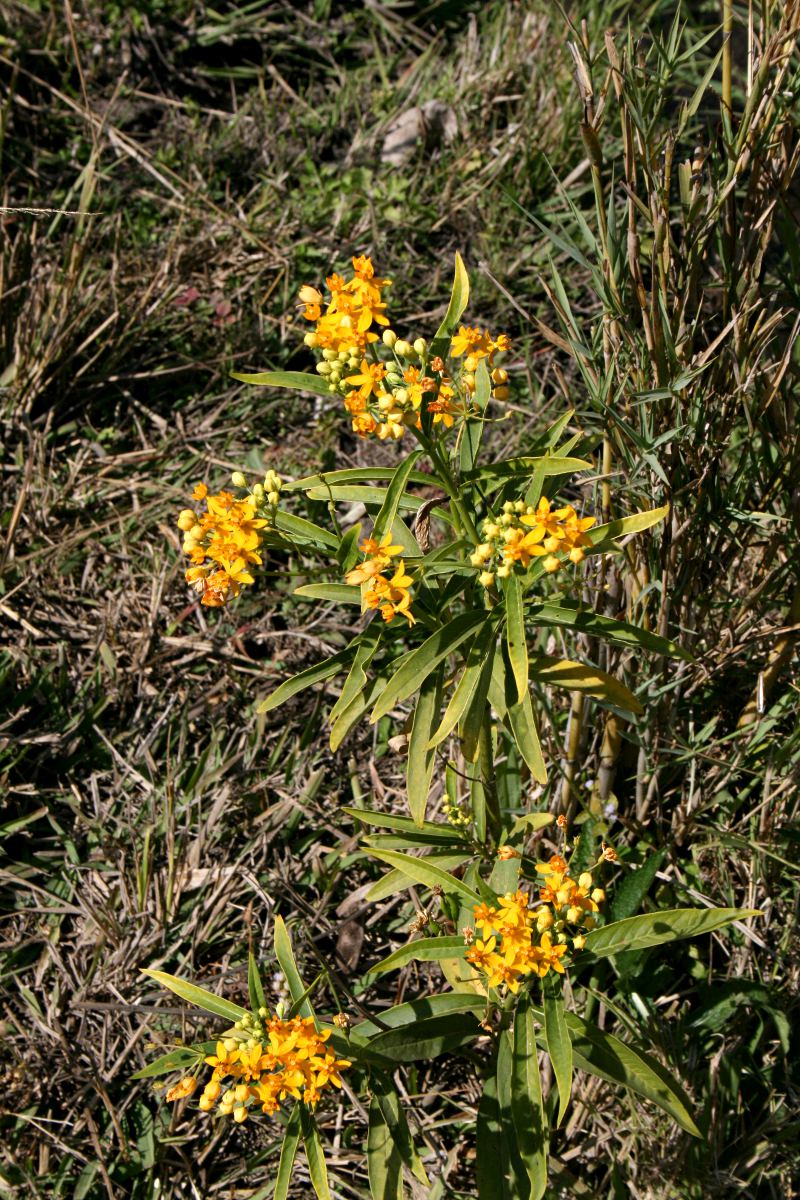 Asclepias curassavica Asclepias curassavica