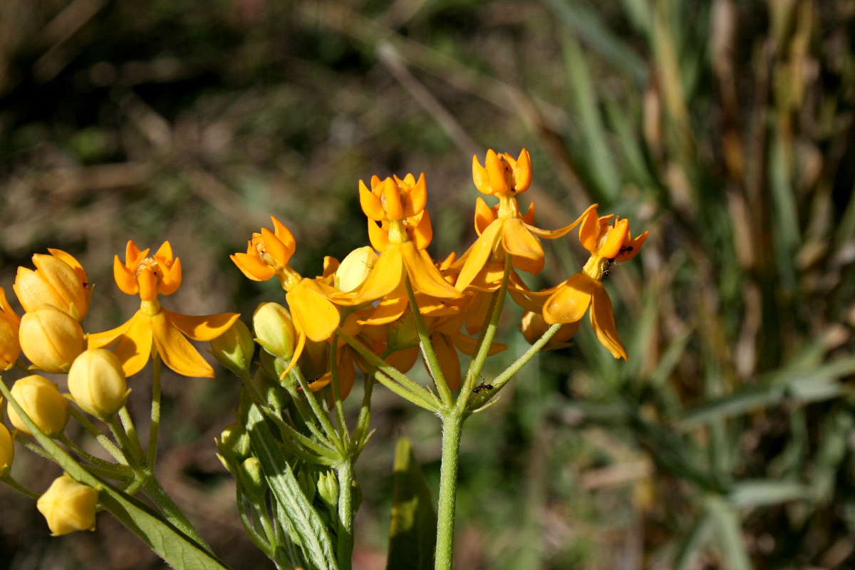 Asclepias curassavica Asclepias curassavica