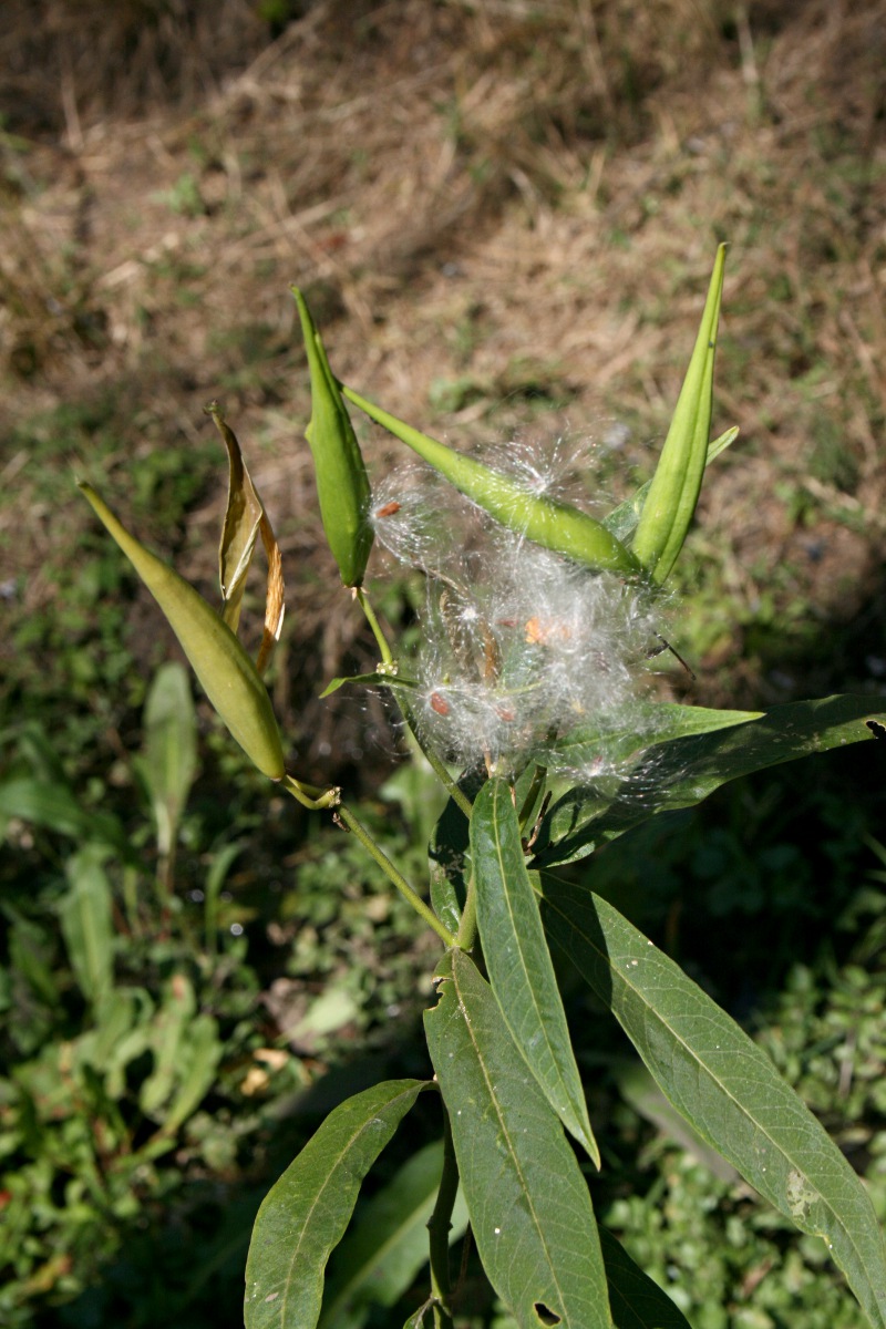Asclepias curassavica Asclepias curassavica