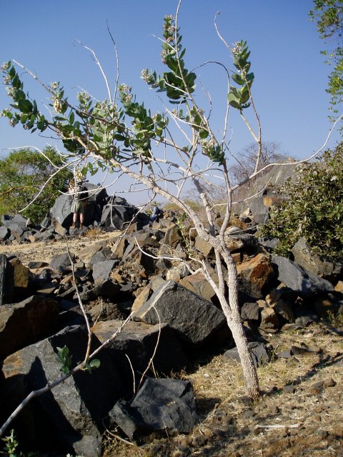 Calotropis procera Calotropis procera