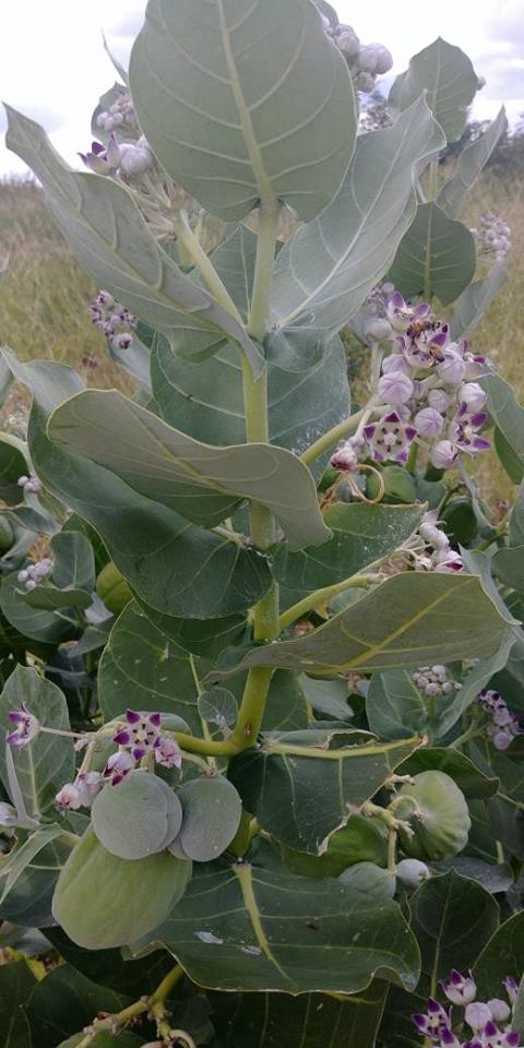 Calotropis procera Calotropis procera
