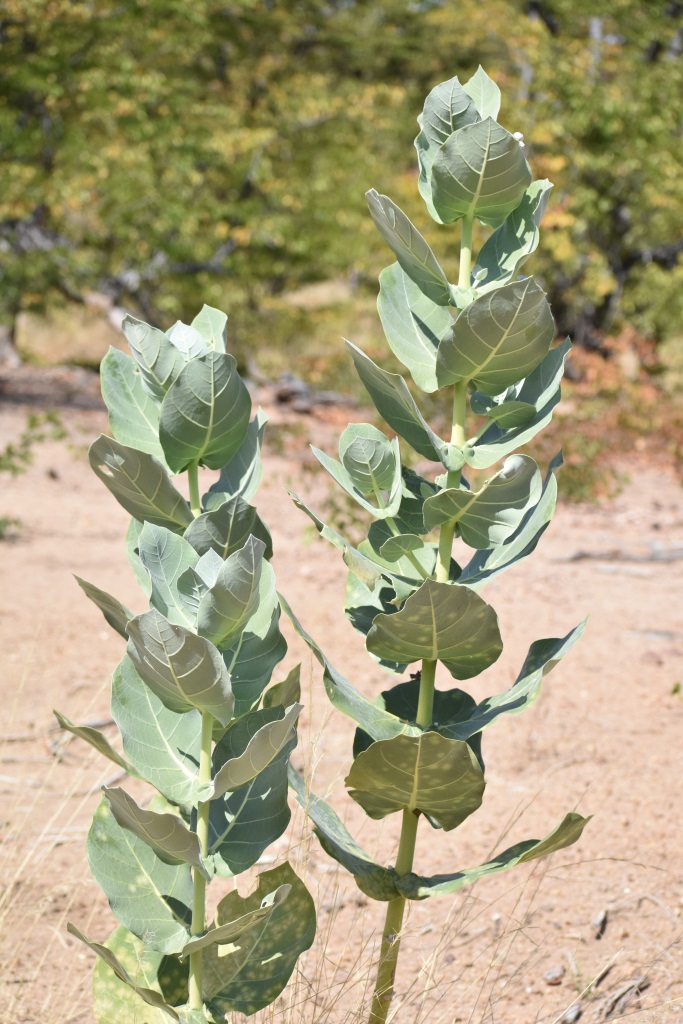 Calotropis procera Calotropis procera