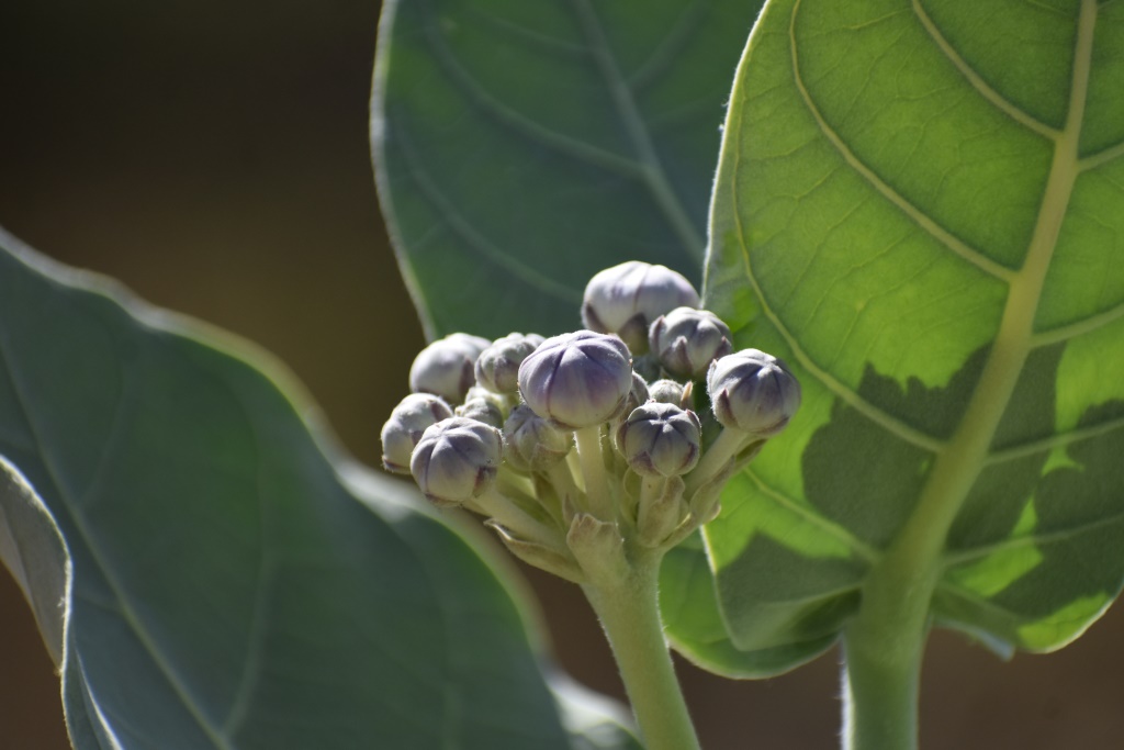 Calotropis procera Calotropis procera