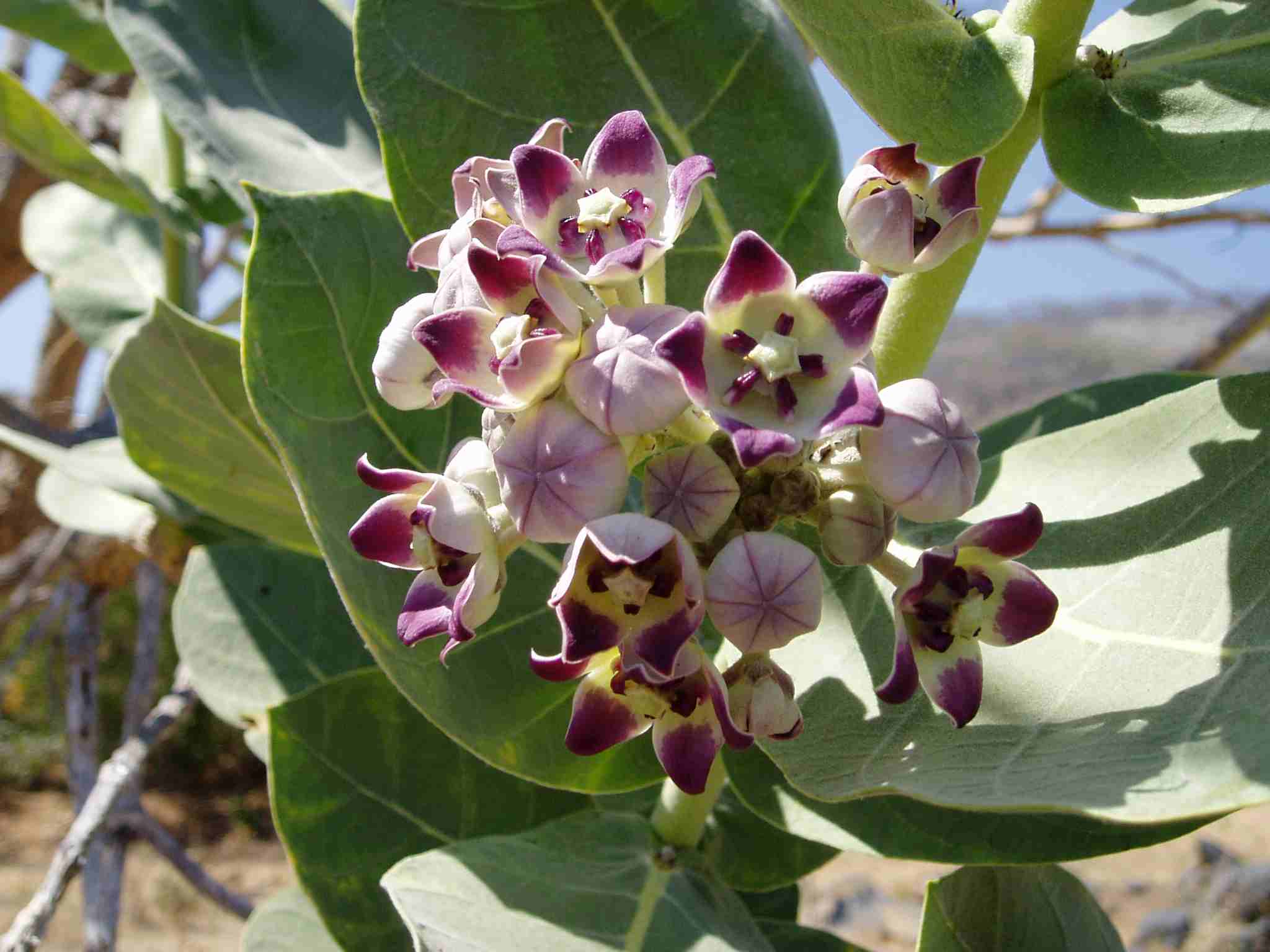 Calotropis procera Calotropis procera