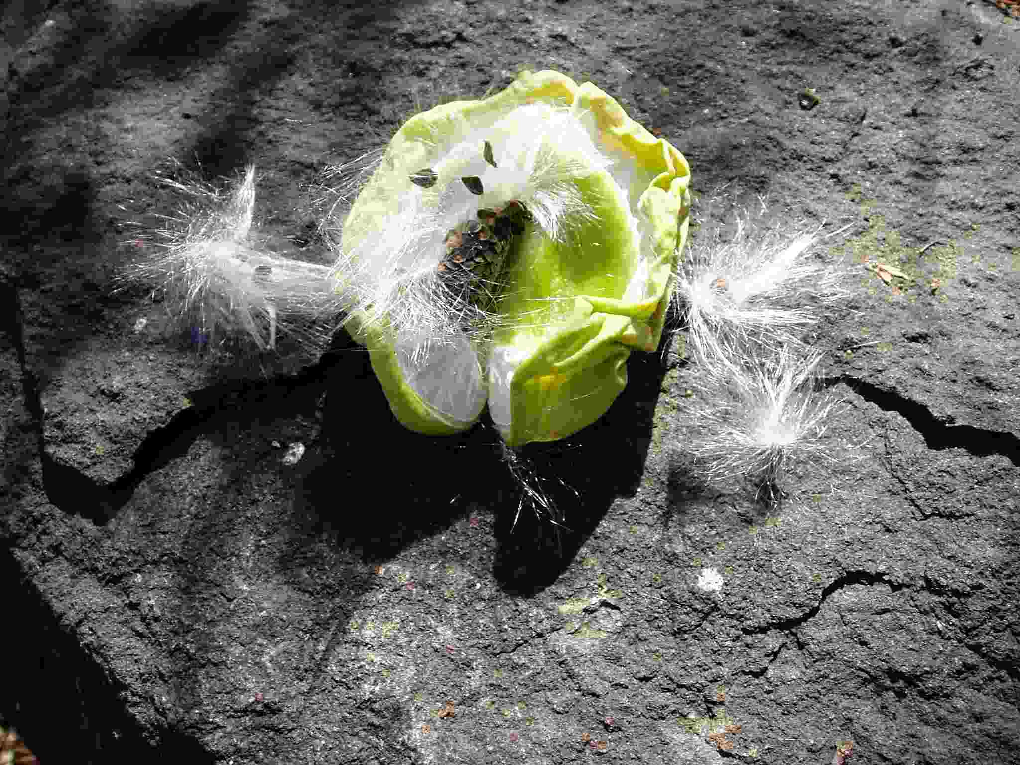 Calotropis procera Calotropis procera