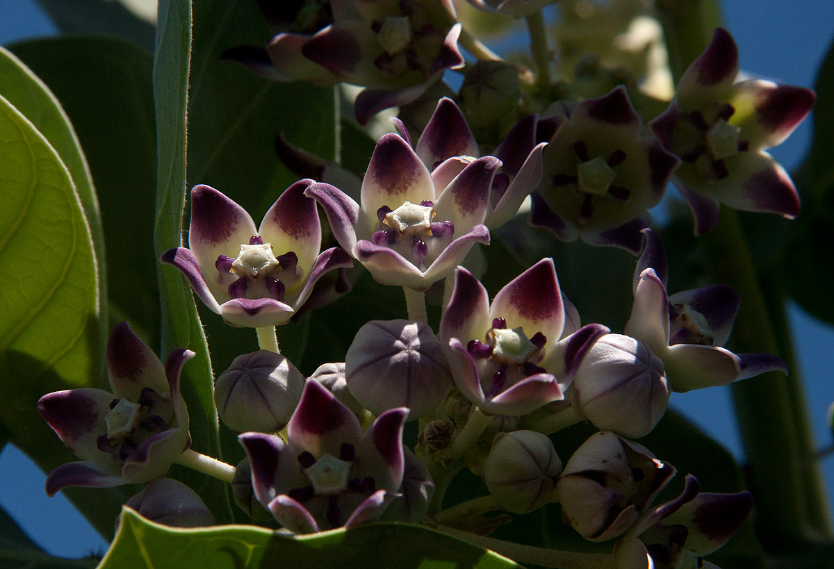 Calotropis procera Calotropis procera