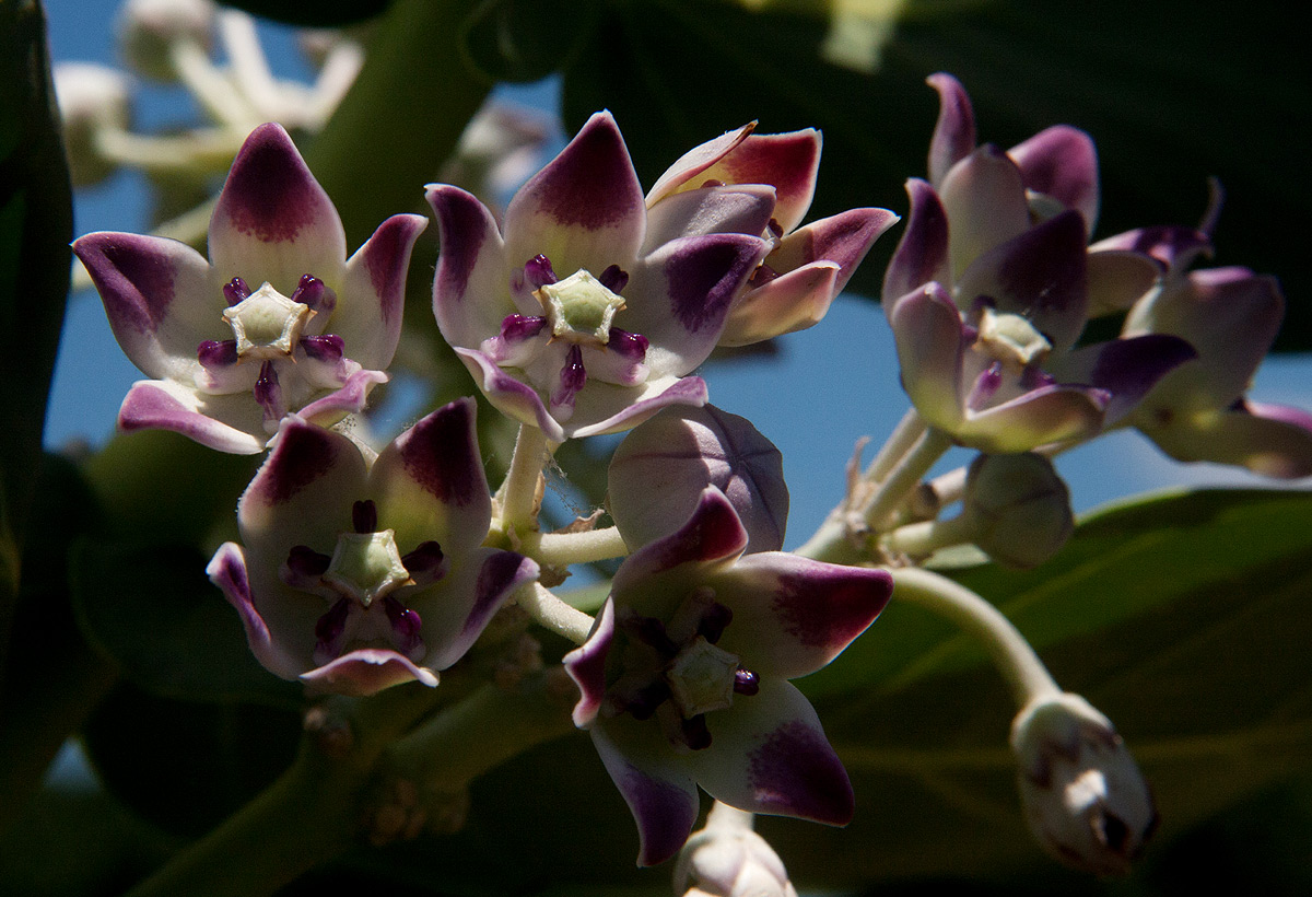 Calotropis procera Calotropis procera