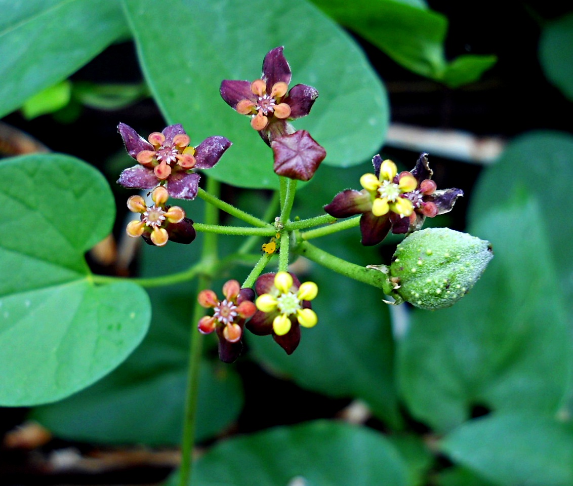 Pentarrhinum insipidum
