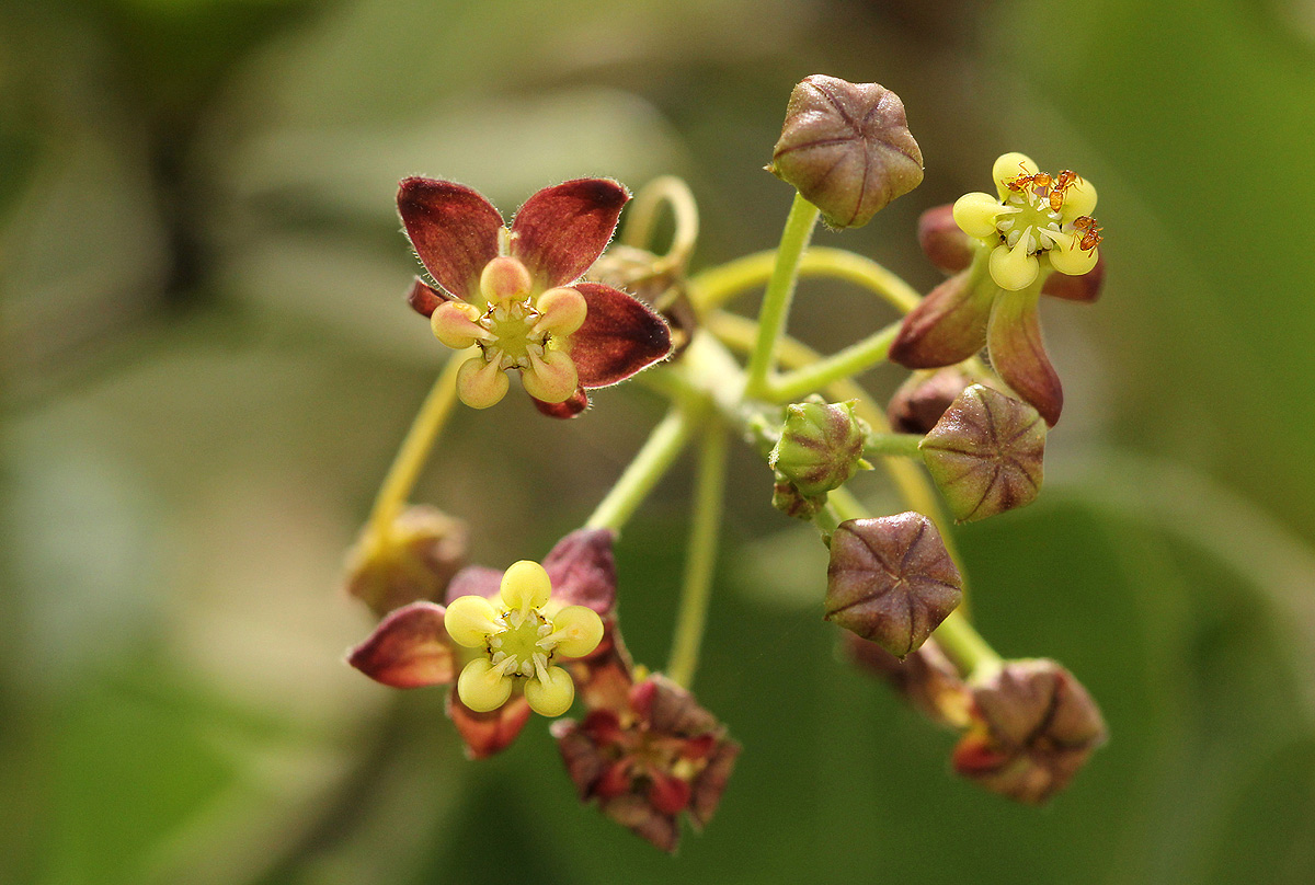 Pentarrhinum insipidum