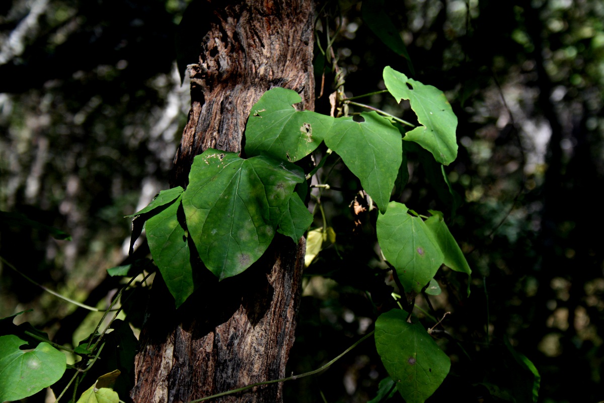 Pentarrhinum insipidum