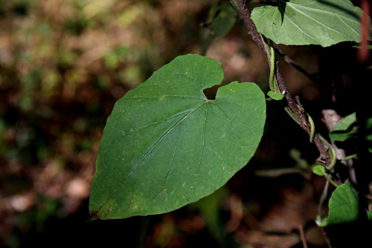 Pentarrhinum insipidum