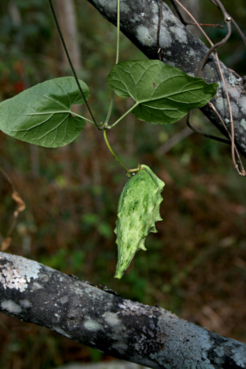Pentarrhinum insipidum