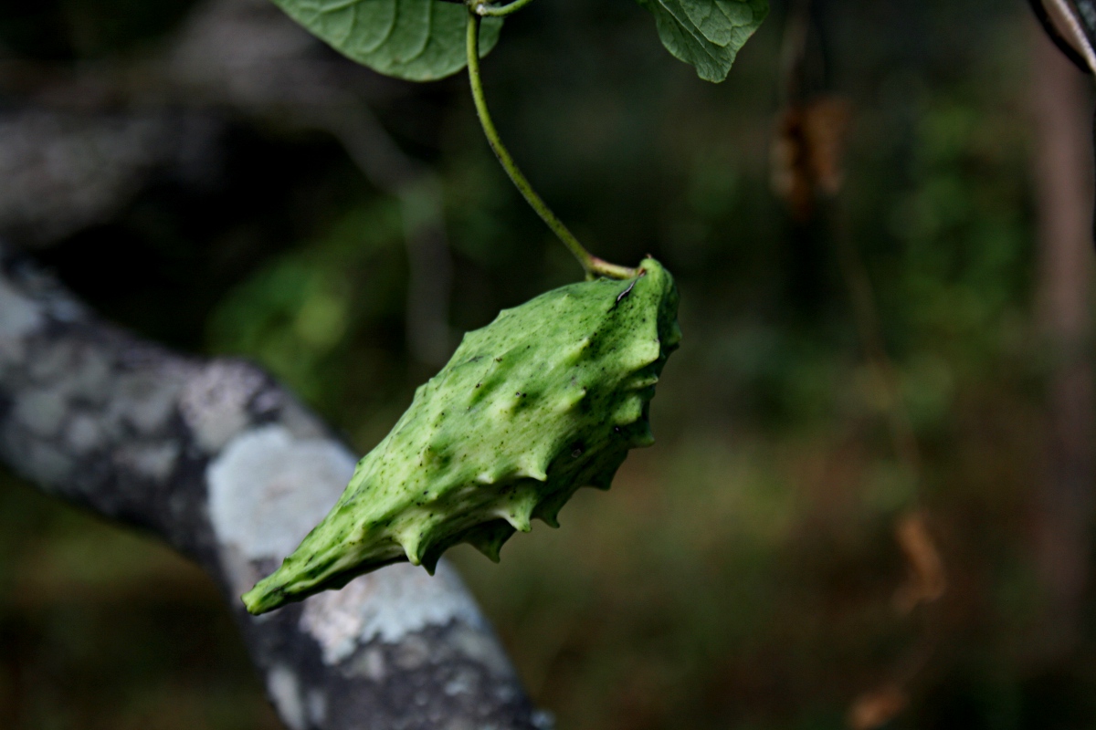 Pentarrhinum insipidum