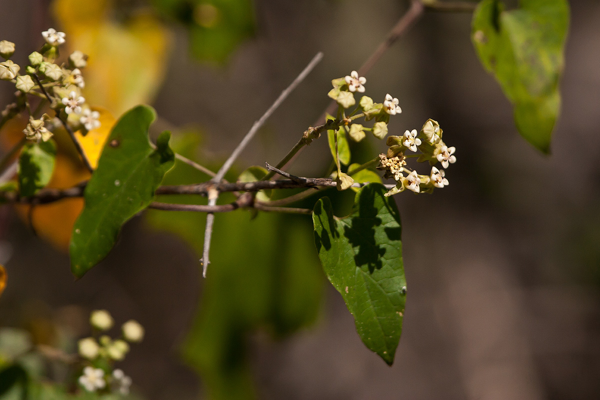 Pentarrhinum insipidum
