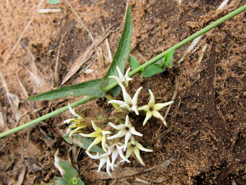 Orthanthera jasminiflora