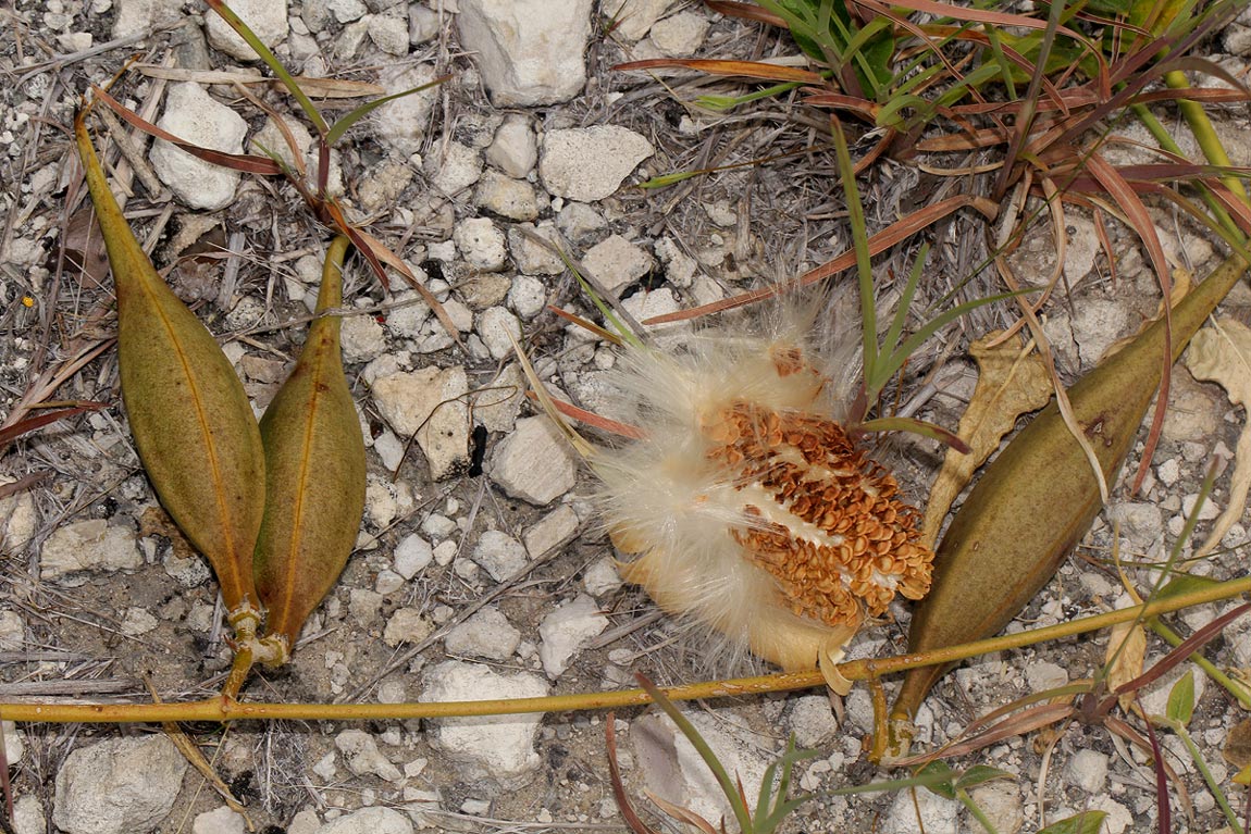 Orthanthera jasminiflora