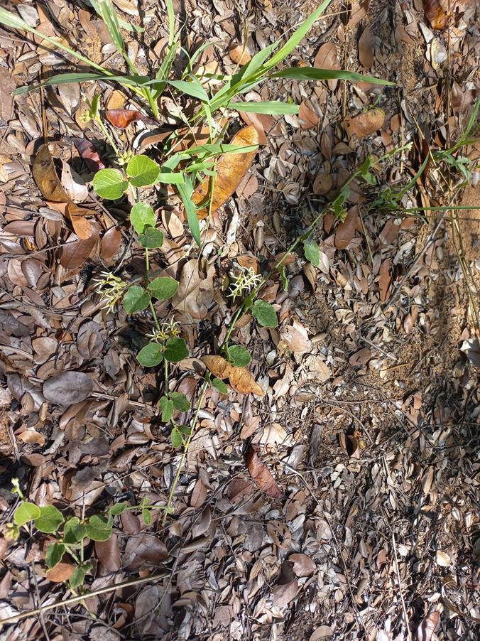 Orthanthera jasminiflora