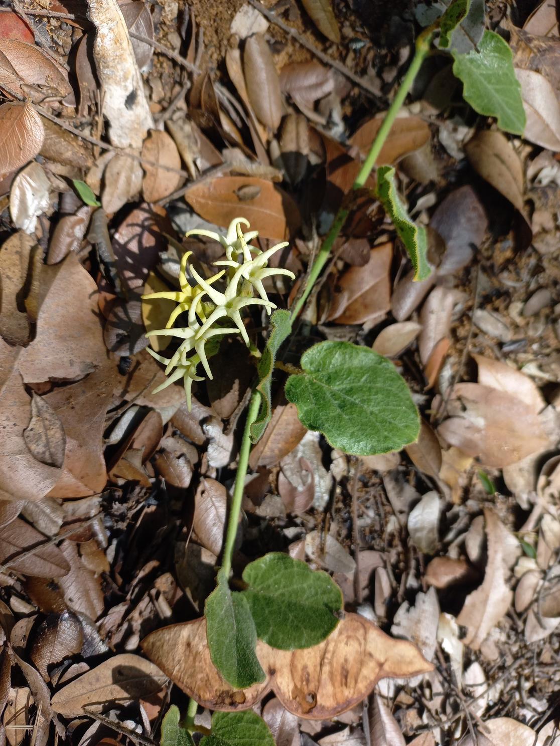 Orthanthera jasminiflora Orthanthera jasminiflora